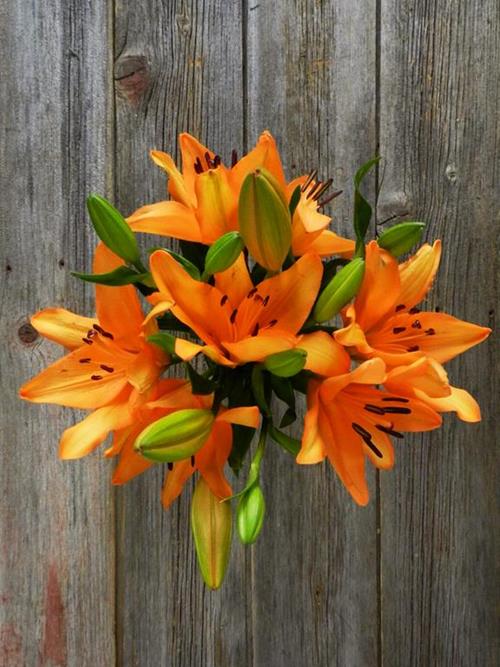 Wholesale Orange L.A. Hybrid Lilies Delivered Online FlowerFarm